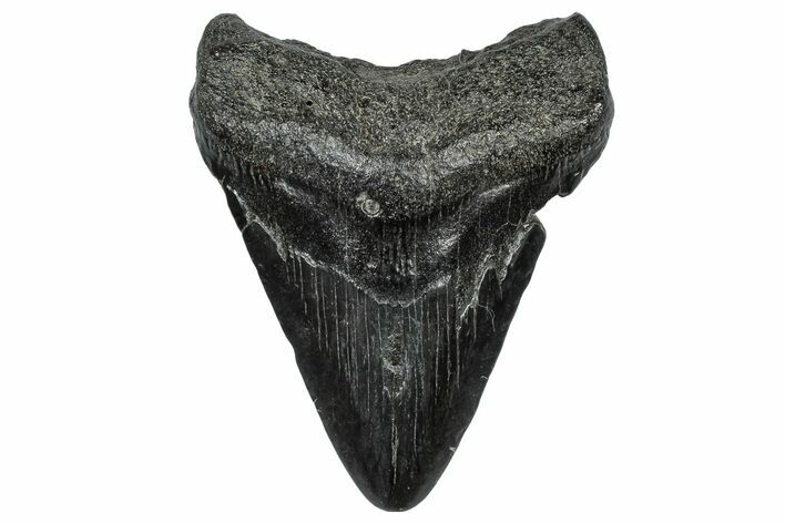 Fossil Megalodon Tooth - South Carolina #297509